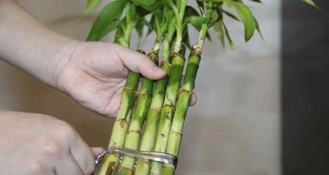 如何处理以水养富贵竹黄叶问题（水质关键解决黄叶难题）