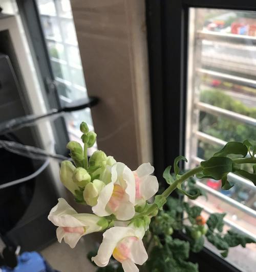 金鱼草如何养护才能开花（掌握关键要点）