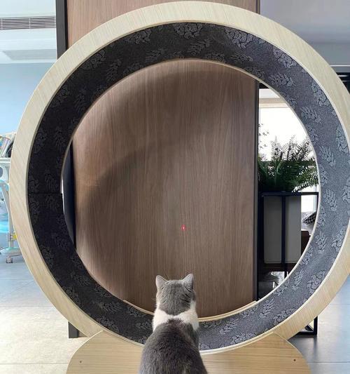 猫咪不玩跑步机怎么办（解决猫咪不爱运动的问题的方法分享）