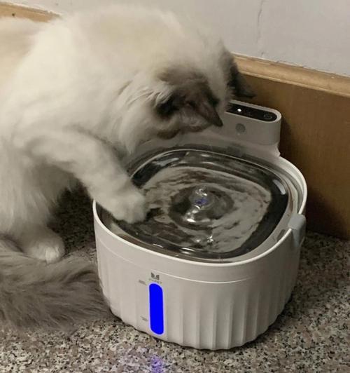 猫咪饮水机中的水该如何处理（科学处理猫咪饮水机中的水）