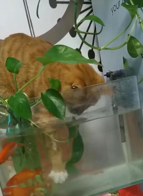 猫咪鱼缸电视机怎么自制？自制过程中可能遇到哪些问题？